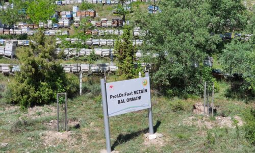 Türkiye, Odun Dışı Orman Ürünleri’nde dünya liderliğine oynuyor