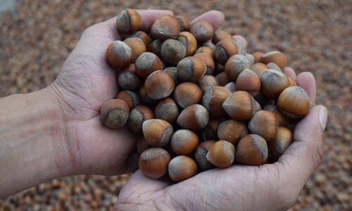 Nutella üreticisi Ferrero, Türkiye’den fındık alımını durdurdu